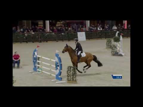 Gin Flip de Muze Z -7yo Final Belgian Stallion Competition Lier