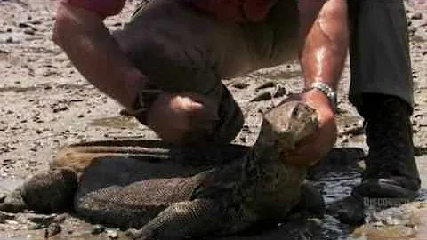 Austin Stevens in Search of the Man Eating Phyton Part 4