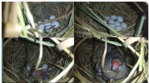 Third time java sparrow breeding progress