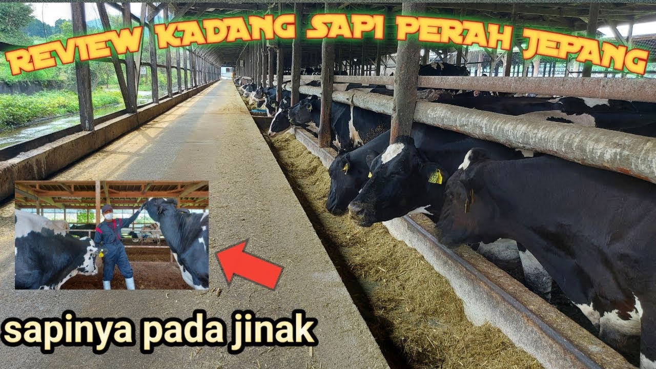 REVIEW KANDANG PETERNAKAN SAPI PERAH JEPANG | PART 1
