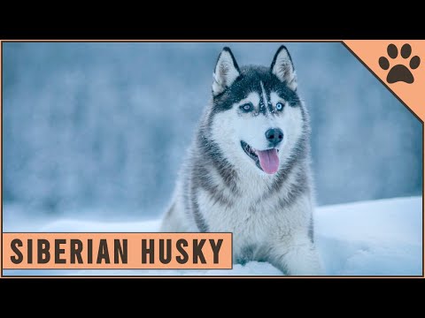 Video: Dejstva o Sibirskem Huskyju: Odlična pasma psov