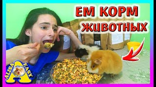 видео: ЕДИМ КОРМ ДЛЯ ПИТОМЦЕВ МОРСКИХ СВИНОК, ДЕГУ, КРОЛИКОВ, ШИНШИЛЛ / ЕДА ДЛЯ ХОМКИ / Alisa Easy Pets картинка: ЕДИМ КОРМ ДЛЯ ПИТОМЦЕВ МОРСКИХ СВИНОК, ДЕГУ, КРОЛИКОВ, ШИНШИЛЛ / ЕДА ДЛЯ ХОМКИ / Alisa Easy Pets