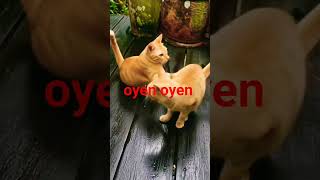#kucingginger ##shorts  #orangecat #gingercat #fyp