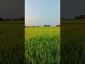 #farmer #farmers #shetkari #viralshorts #viralvedio