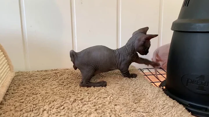 Video 2252641: american bobtail cat breed, sphynx american, sphynx hairless cat, domestic cat breed, adorable kitten
