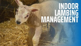 Indoor Lambing Management screenshot 1