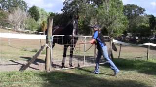 Clicker Training Part 4 - Targeting
