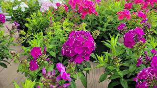 Phlox Freckle® Purple Shades// Stunning Dark & light purple💜 & white-streaked flowers on one plant!