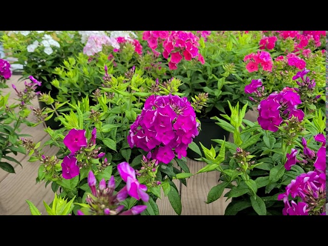 Phlox Freckle® Purple Shades// Stunning Dark & light purple💜 & white-streaked flowers on one plant!