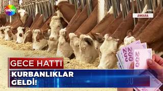 2026'nın kurbanlık fiyatları belli oldu