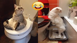 Cats are Masters of Chaos and Madness | FCM #3