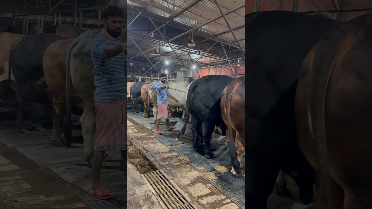 Monster cow rubber mat changing hour at winter midnight biggest cow in Bangladesh 2026
