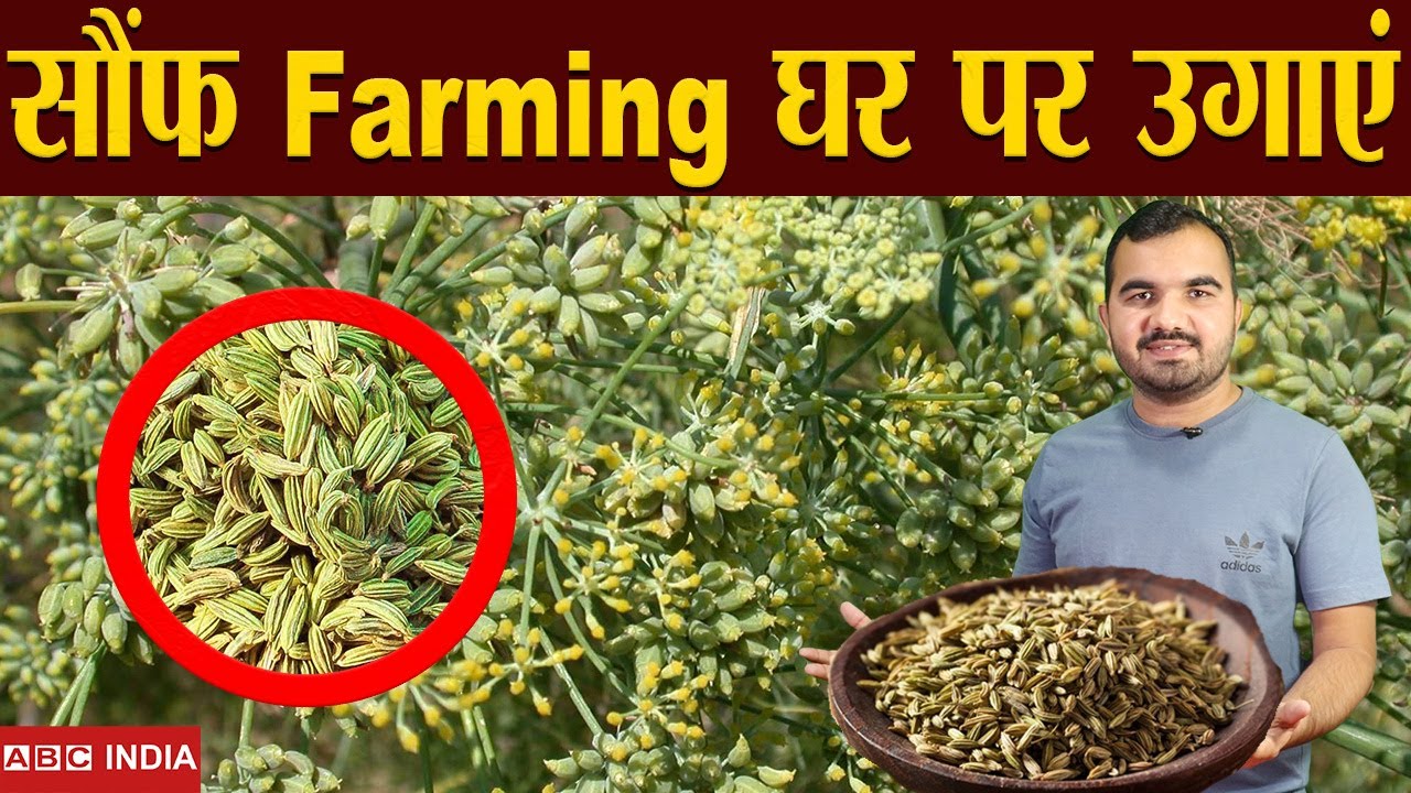 सौंफ की खेती Fennel Farming sonf ki kheti Fennel Seed Farming