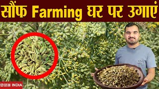 सौंफ की खेती | Fennel Farming | sonf ki kheti | Fennel Seed Farming | उगाने से बेचने तक पूरी जानकारी screenshot 3