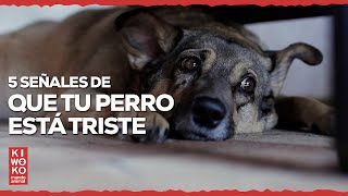 5 señales de que tu PERRO está TRISTE