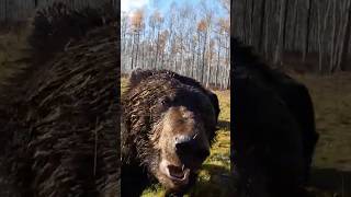 Bear Attacks Man Near Forest