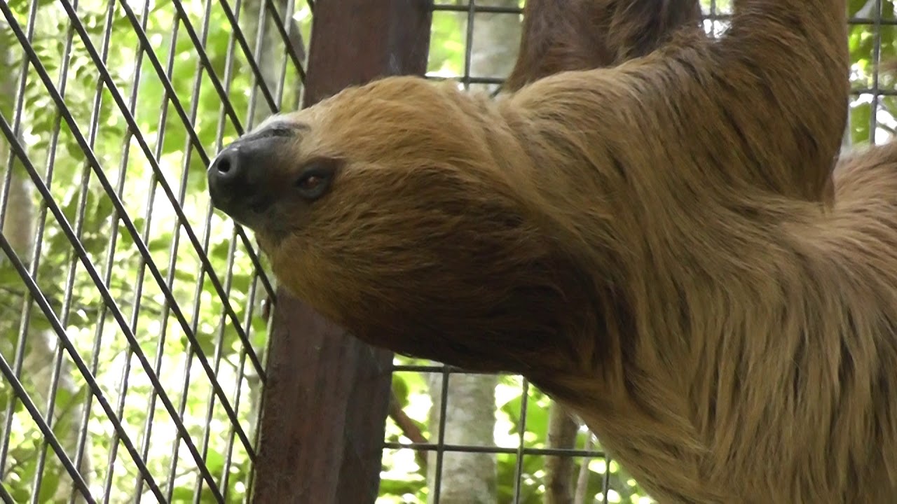Paresseux à deux doigts (Choloepus didactylus) / Linnaeus's twotoed — free download