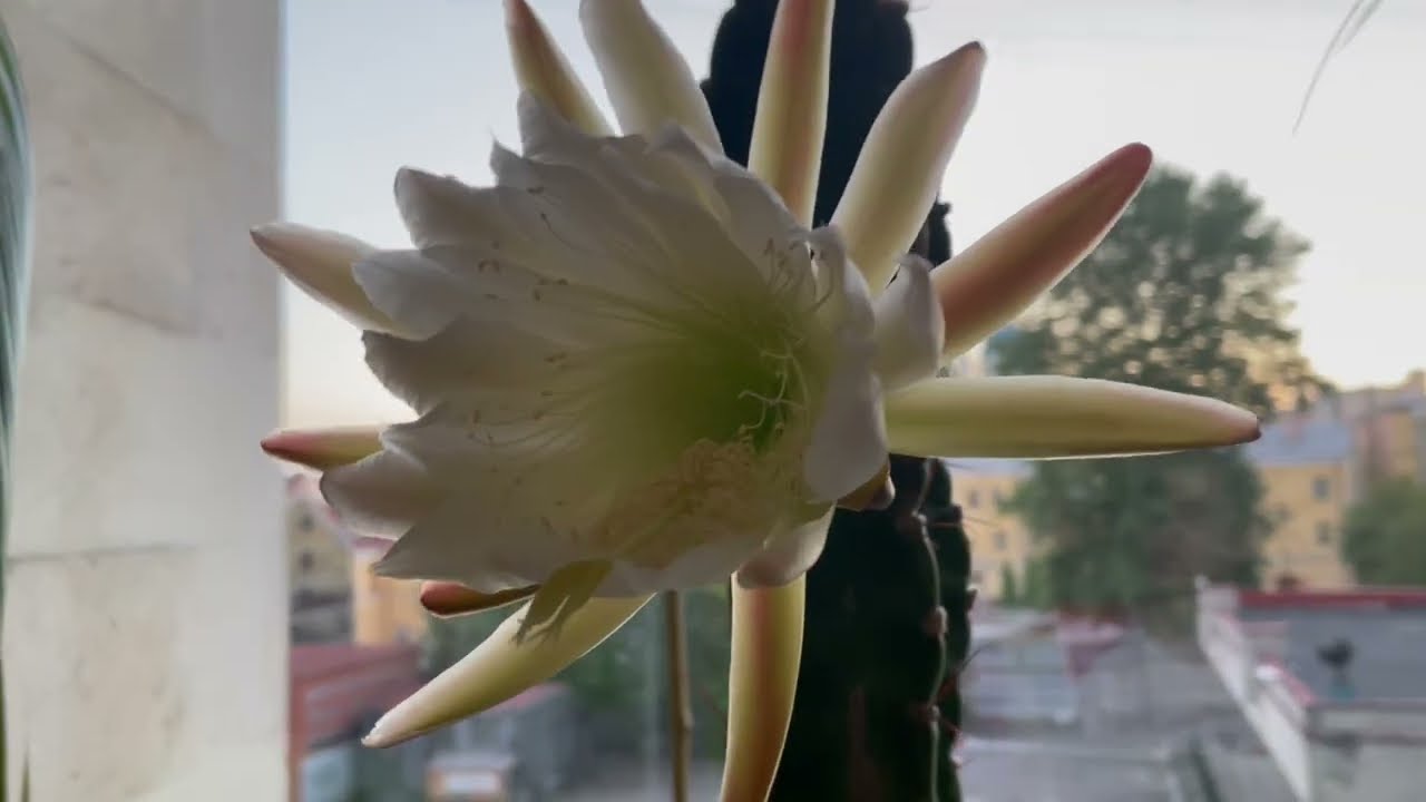 Уход и цветение кактуса Cereus
