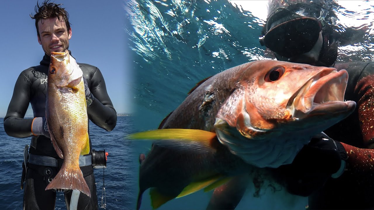 MOSES PERCH The underrated Tropical Snapper Fish in Focus