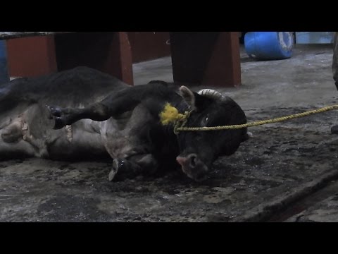 Exposed: The Mexican Government Bludgeons Animals to Death