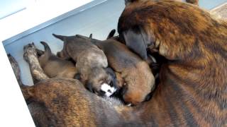 Cute Bachbett German Boxer Puppies at &quot;Bar Time&quot;