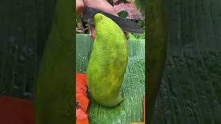 Mangga Irwin Vs Mangga Mahatir manggairwin