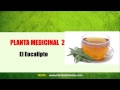 Plantas Medicinales Para La Diabetes | Hierbas Para La Diabetes