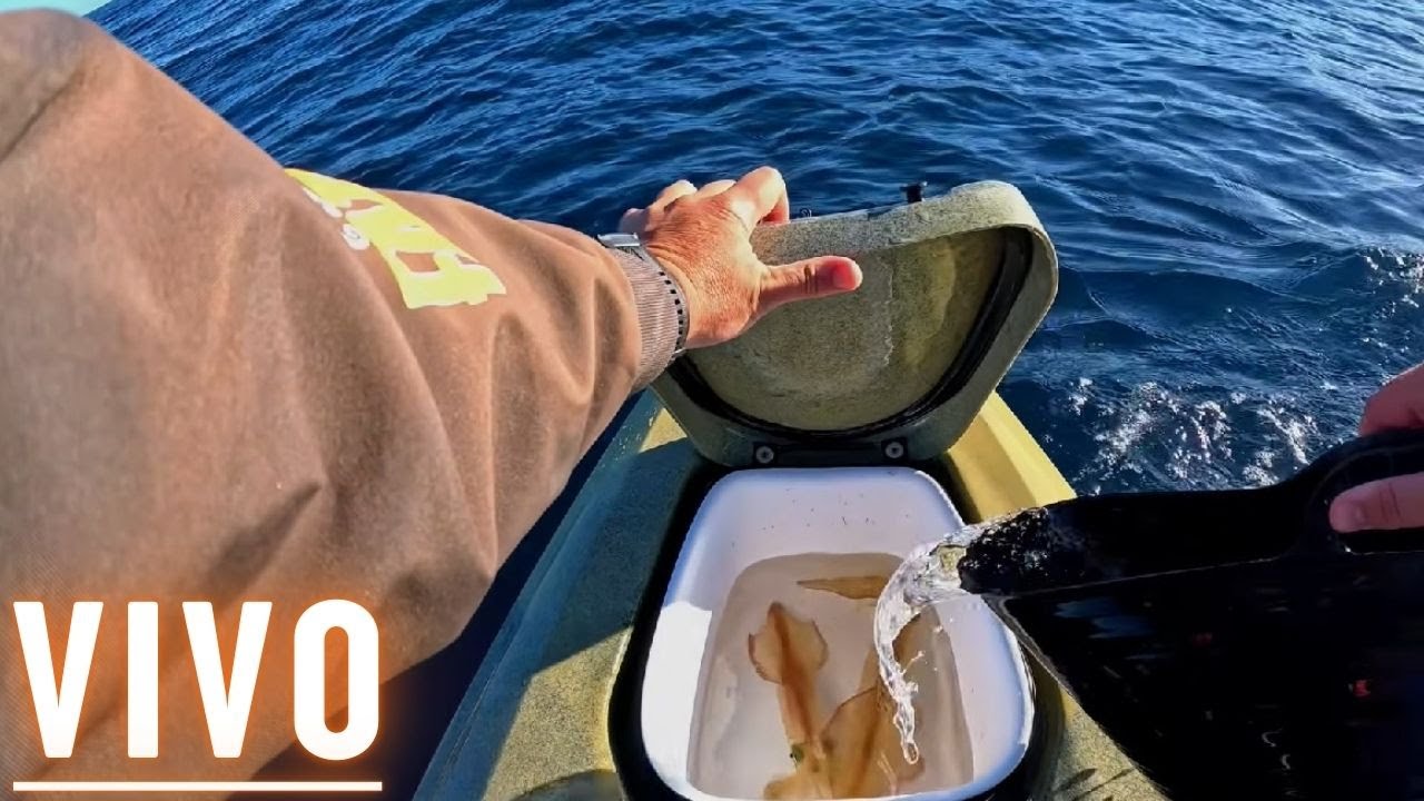 Difícil no triunfar PESCANDO con calamar vivo. Jornada en kayak que el viento complicó en exceso.