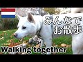 柴犬柿丸 思いがすれ違う犬たち【ロッテルダムいつもの散歩 / 環境音】Kaki-Maru the Shiba Inu