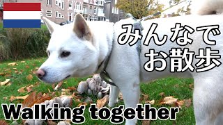 柴犬柿丸 思いがすれ違う犬たち【ロッテルダムいつもの散歩 / 環境音】Kaki-Maru the Shiba Inu