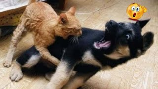 Funny Dogs and Cats Videos 2024 by Animals Fun Time 1,887 views 2 months ago 13 minutes, 2 seconds