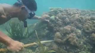 Lombok Underwater Diving With Betet, The Octopus Catcher