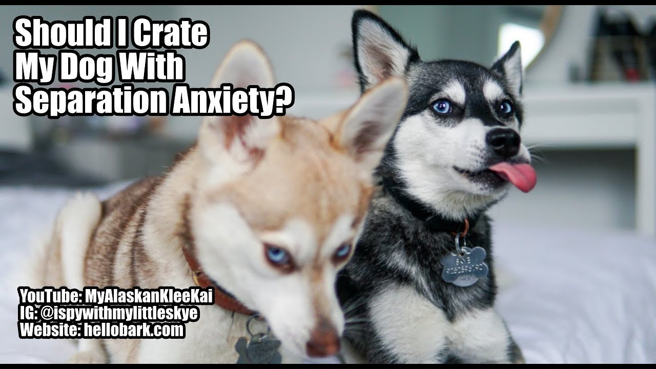 alaskan klee kai separation anxiety