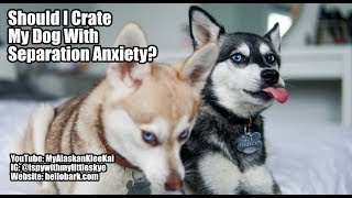 Klee Kai separation anxiety: Should I crate my Mini Husky?