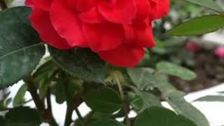 Gül Renginde 🌿Mustafa Ceceli Resimi