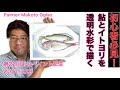 第22回Liveペイント配信「魚を透明水彩で描く」