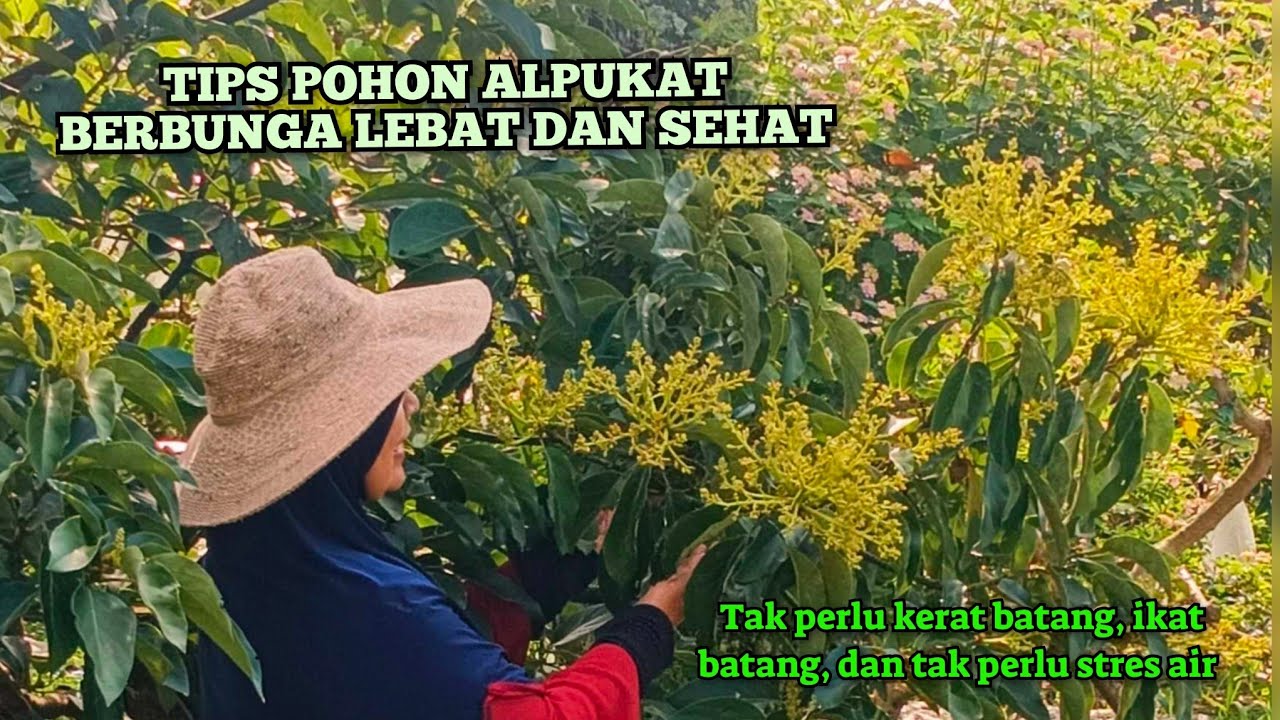 TIPS MEMBUNGAKAN POHON ALPUKAT AGAR BERBUNGA LEBAT, POHON  SEHAT ( PANDUAN LENGKAP HINGGA BERBUNGA)