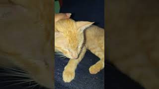 cat lovers #cat #catshorts #catvideos #cats