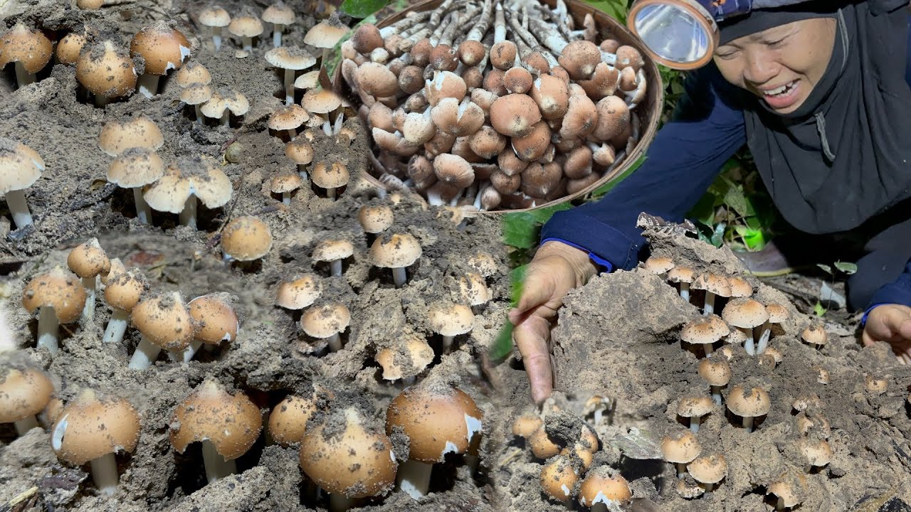 สุดๆ  🍄🍄🔥🔥หมู่ใหญ่เป็น 100 ดอก ออกเป็นจุ้มๆ สะออนหลายจ้า เต็มต่า   5/9/68 #ราษีไศล 