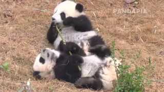 pandapia 20140217_月亮産房_夢夢 囡囡 兩只熊貓畫前囡囡畫後？在爭搶一根竹子