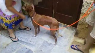 Washing My Dog
Sometimes my dog returns home stinking like a dead animal. We cant let her in the house but we cant leave her out as well. So we wash her. The only problem is that she hates water more than anything else in the world! Washing My Dog