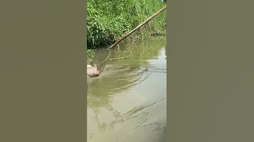 máy kích cá 8 fet đánh rô phi không kịp ngáp ( 0333084930 )