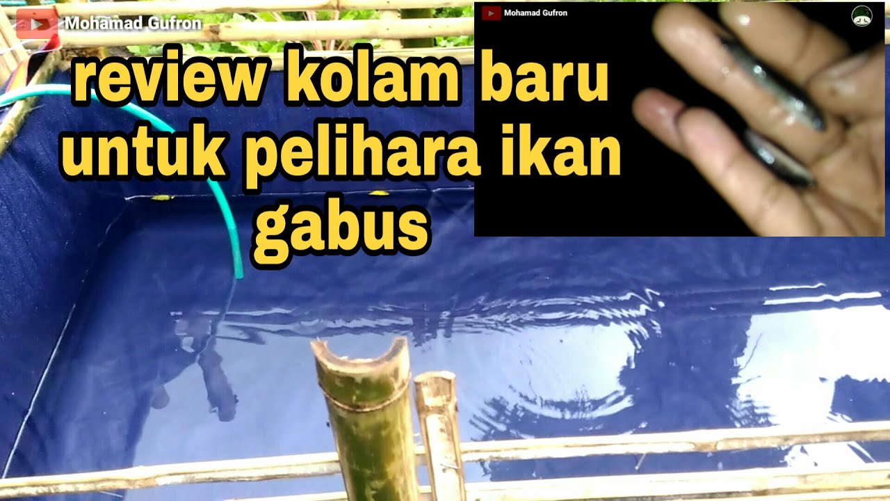 Review kolam baru untuk budidaya ikan gabus 