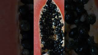 Papaya Seeds | Tropical Fruit