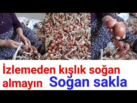 Video: Bahçeden Soğan Saklamak: Kış Boyunca Soğan Nasıl Muhafaza Edilir