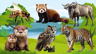 Discover Amazing familiar animals life: Duck, Squirrel, Hippo, Lion, Eagle, Red Panda,....