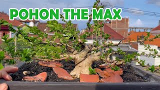 Pohon The Max Yang Paling Banyak Di Suka Para Pembonsai