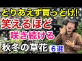 【満足度120%】秋から春まで半年咲く花の苗教えます        【カーメン君】【園芸】【ガーデニング】【初心者】