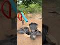 Survival Skills: SIMPLE idea and USEFUL with Rabbits #campping #survivalskills #outdoorwork #tiktok