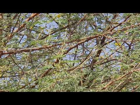 سروح ملفت للنحل على شجرة القرض ٥ أكتوبر ٢٠١٨